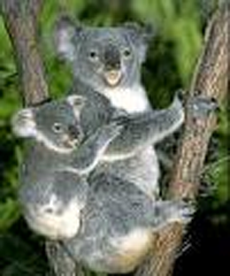 koalaP3